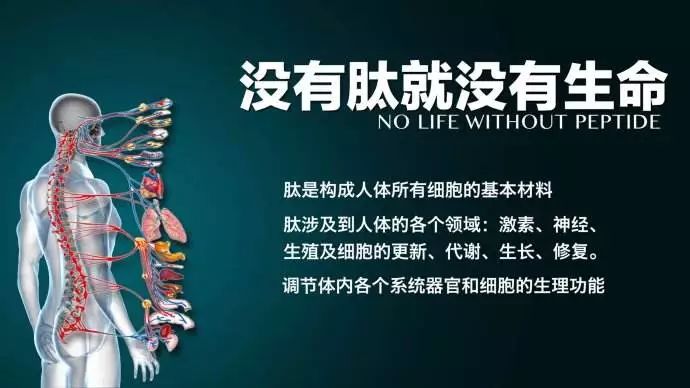 肽科普|什么是肽？看完这一篇就懂了