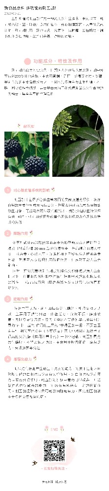 新食品原料|多功能的刺五加！