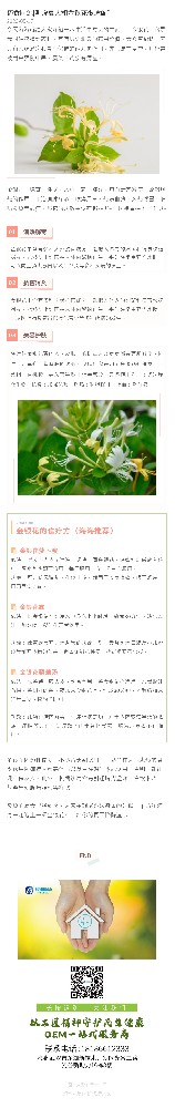 药食同源|听说夏天和金银花很适配？