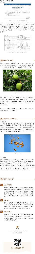 浑身是宝的“东方神果”！