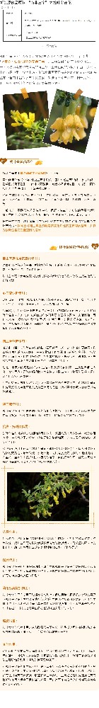 新资源食品原料|“南非三宝”之线叶金雀花