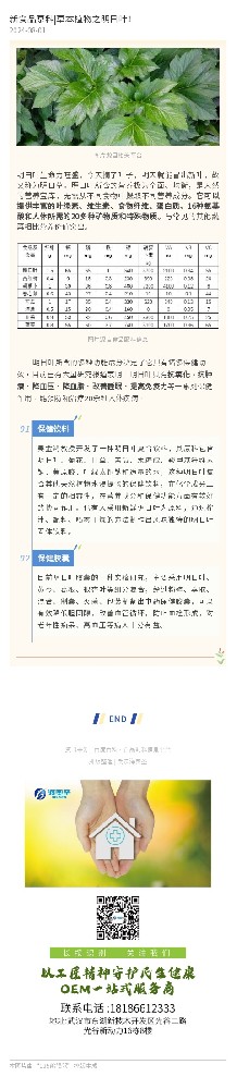 新资源食品原料|草本植物之明日叶！